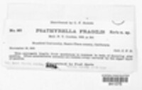 Image of Psathyrella fragilis